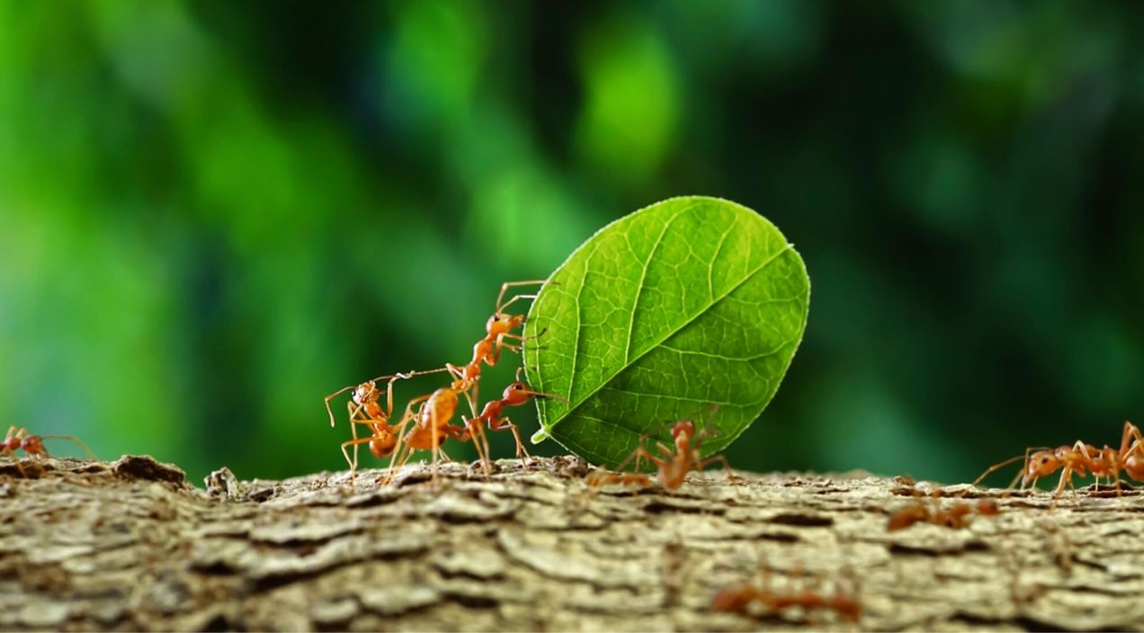 Employee resource groups (ERGs): Benefits and best practices that you should know